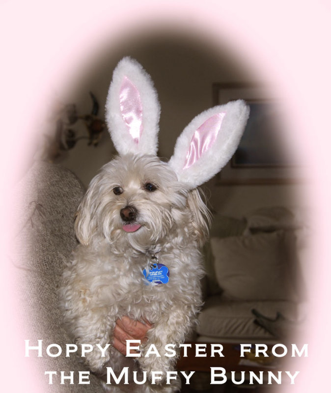 Muffy Bunny