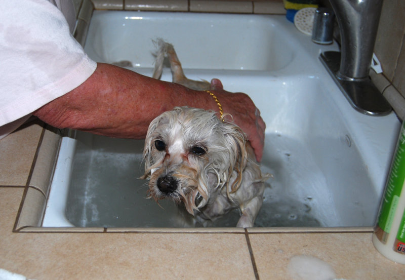 MuffysFirstBath