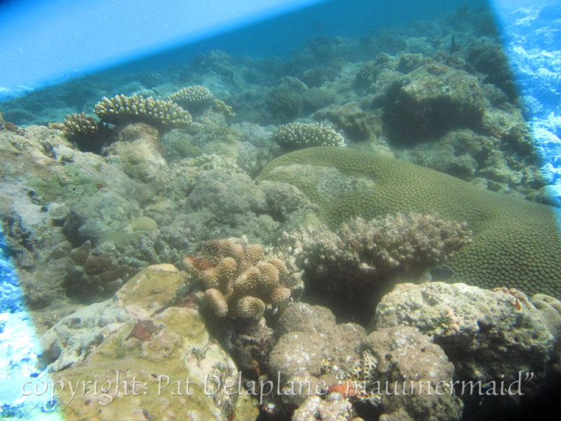 Diving