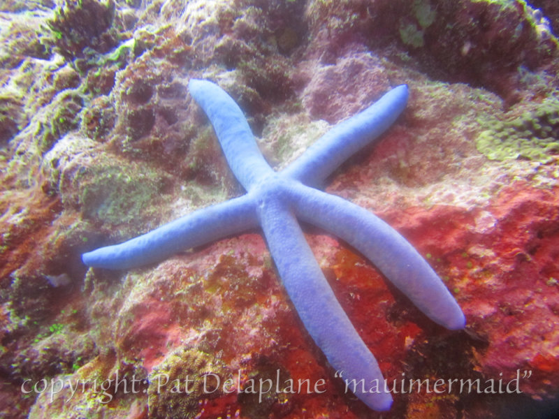 Sea Star