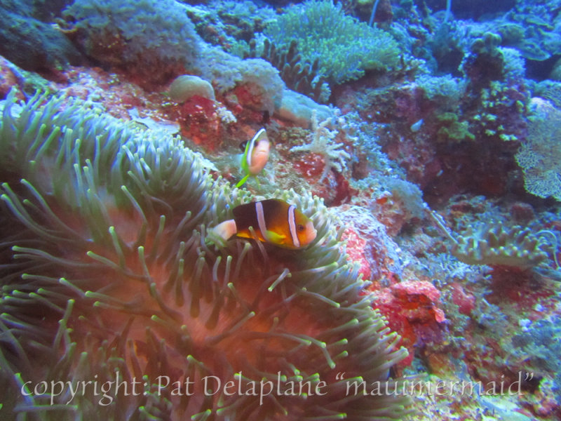 Anemone-OrangeAnemoneFish.jpg
