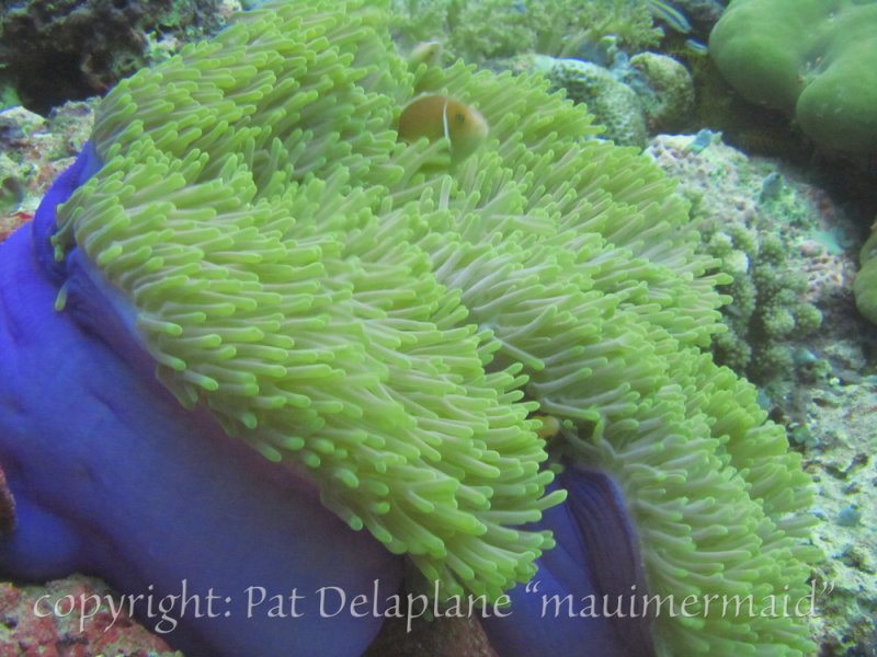 AnemoneAndPinkAnemoneFish.jpg