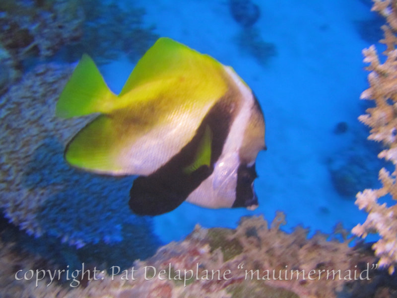 ButterflyFish.jpg