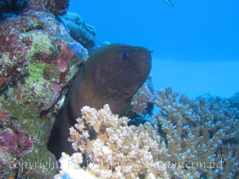 Eel1.jpg