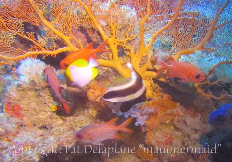 Fish-and-SoftCoral.jpg