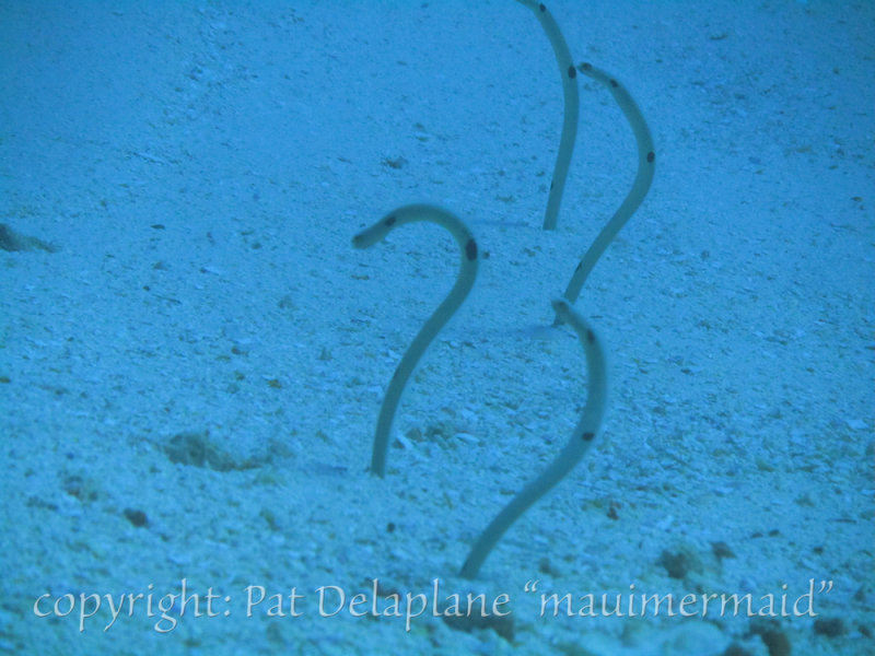 GardenEels.jpg