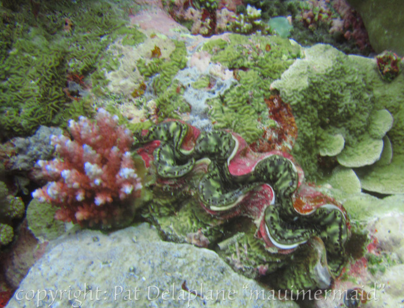 GiantClam3.jpg