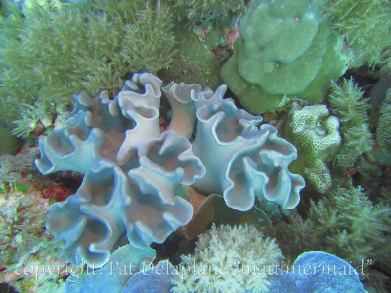 HardCoral2.jpg