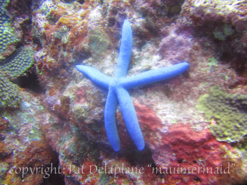Sea star