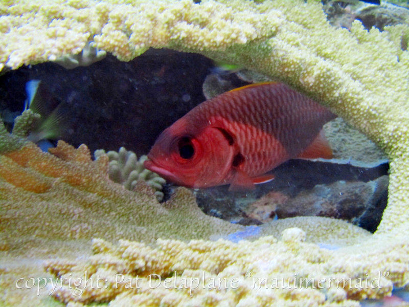 soldier under table coral