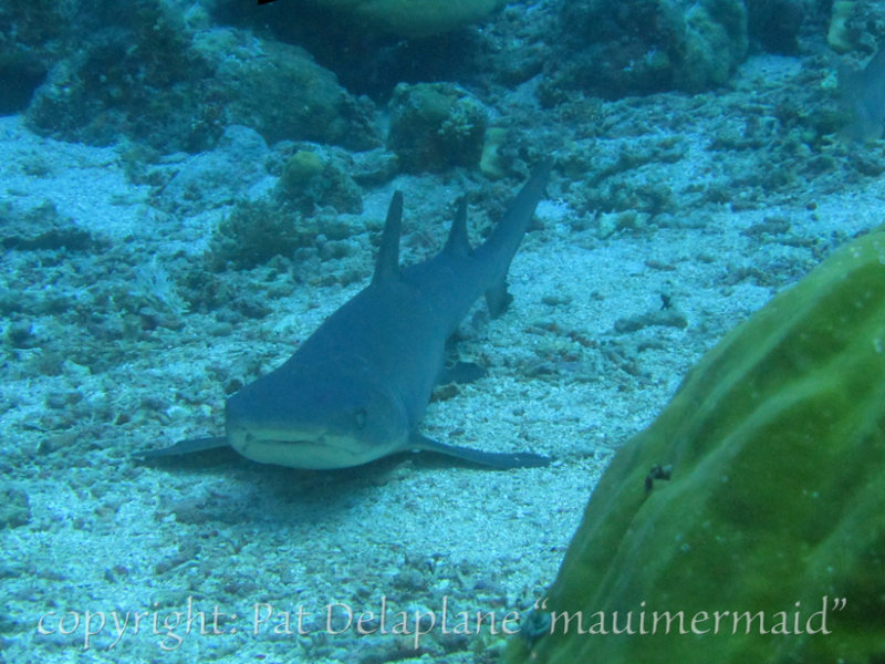NurseShark2.jpg