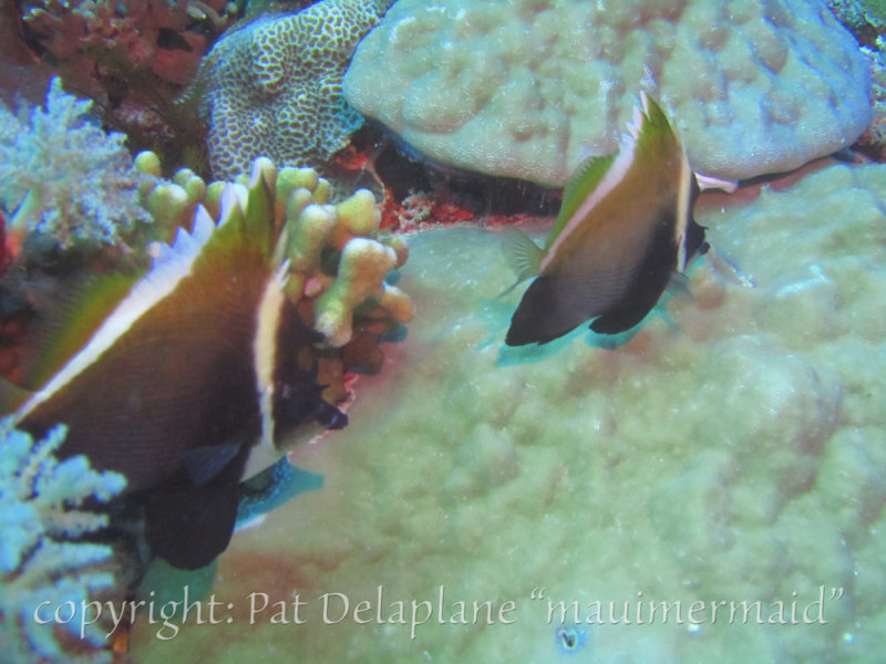 PennantFish.jpg