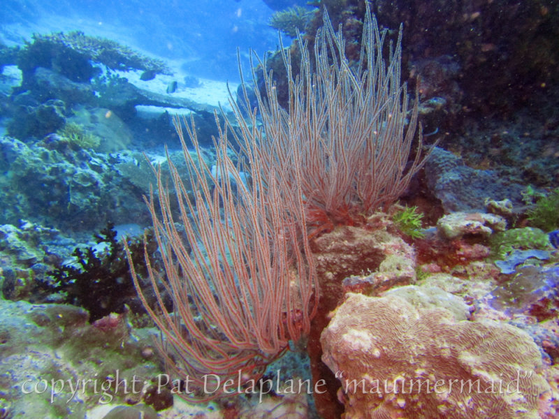 RedWhipCoral2.jpg