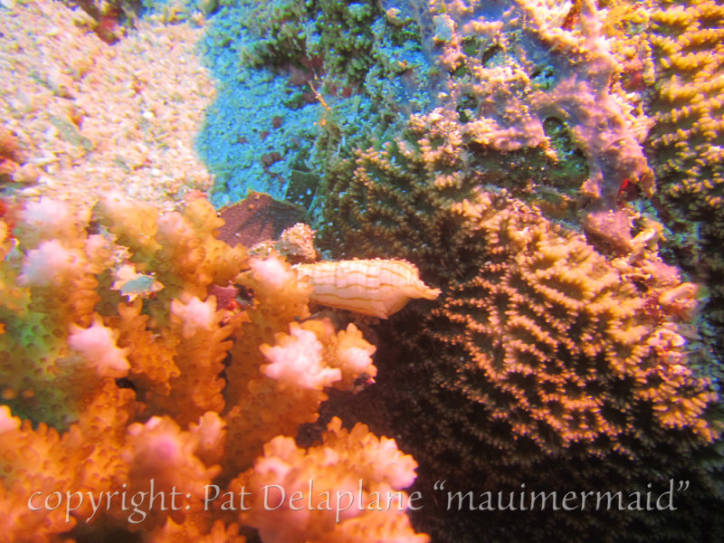 ShellAndHardCoral.jpg