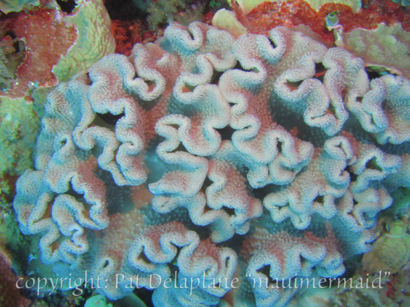 SoftCoral.jpg