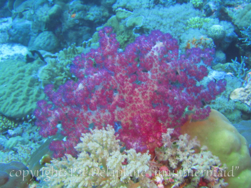 SoftCoralPurple1.jpg