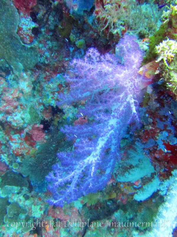 SoftCoralPurple3.jpg