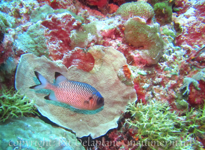 Soldierfish1.jpg