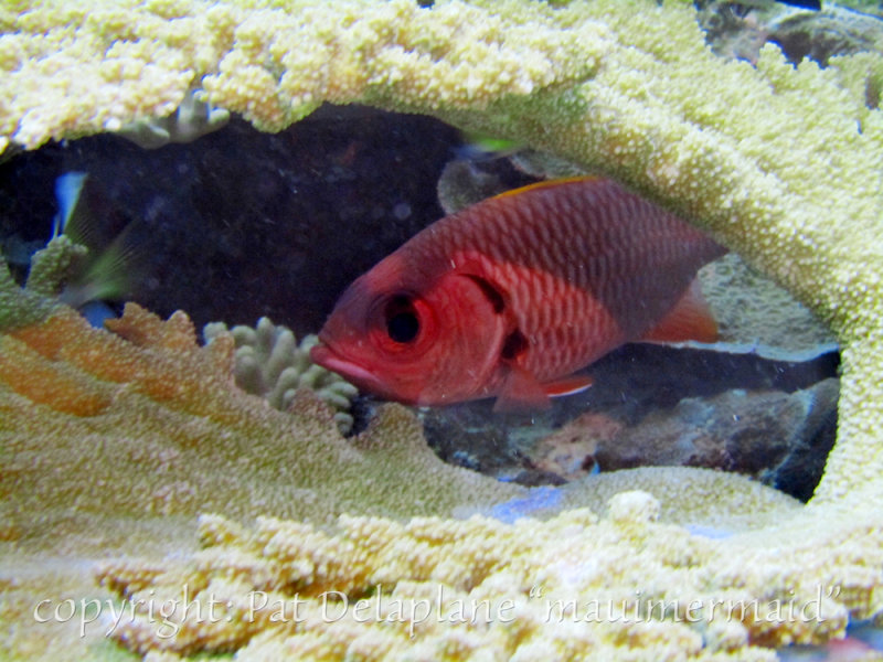 SoldierfishUndercoral2.jpg