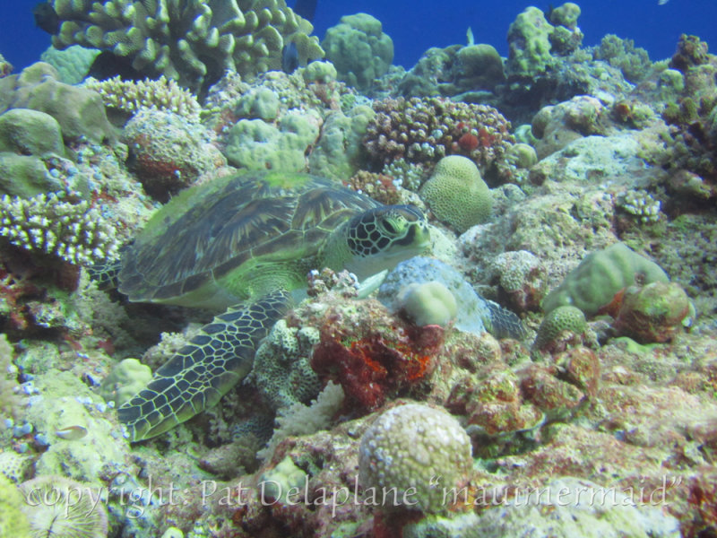 Turtle2.jpg