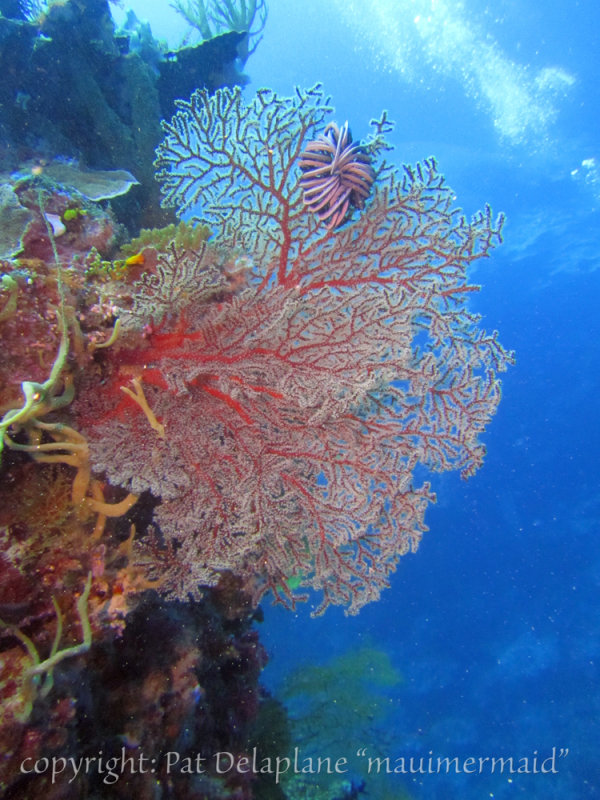 fanWithCrinoid.jpg