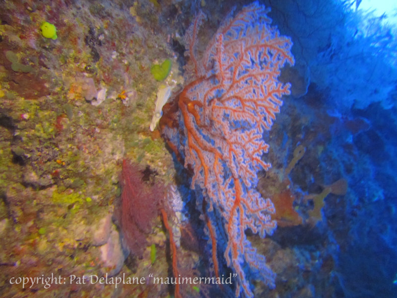seafan1.jpg