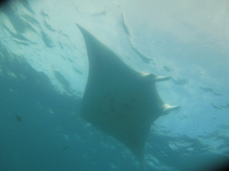 2014-02-13 15:15 manta