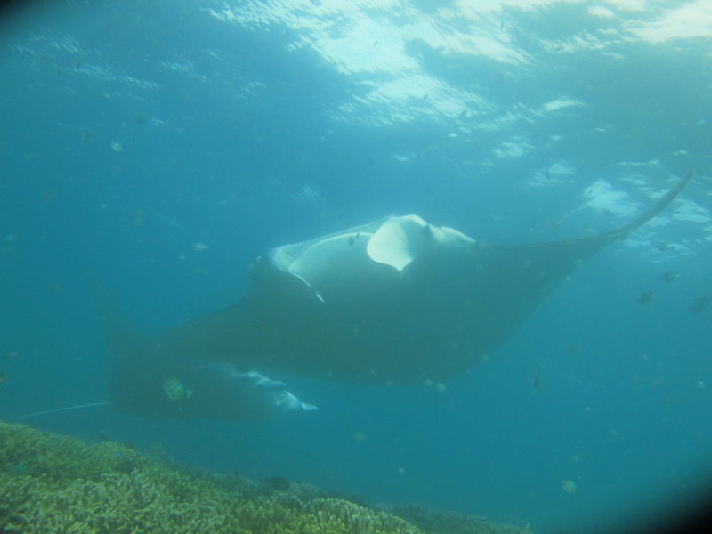 2014-02-13 15:14 manta