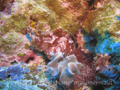 LeafScorpionfish-brown.jpg