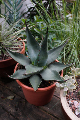 Agave Salmiana