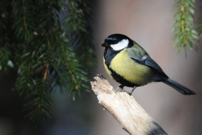 Great Tit  / Parus major / Talgoxe