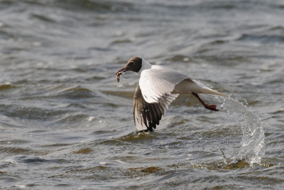 Black-headed gull / Chroicocephalus ridibundus / Skrattmås
