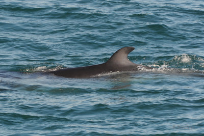 Minke whale / Balaenoptera acutorostrata / Vikval