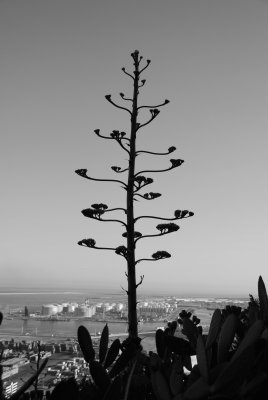 Tree silhouette