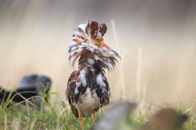 Ruff. Nenets Autonomous Okrug