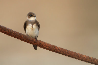 Sand Martin