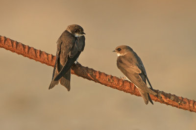 Sand Martin