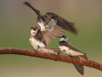 Sand Martin