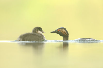 Black-necked Grebe