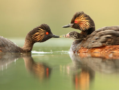 Black-necked Grebe