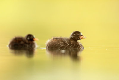 Little Grebe