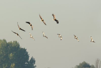 White-tailed Eagle V Osprey