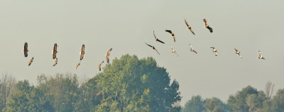 White-tailed Eagle V Osprey