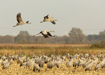 Crane (Grus grus)