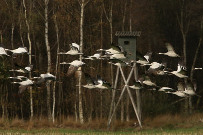 Crane (Grus grus)