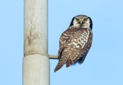 Northern Hawk-Owl