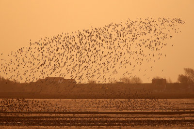  Bar-tailed Godwit (rosse grutto)