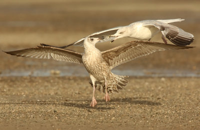 Herring Gull