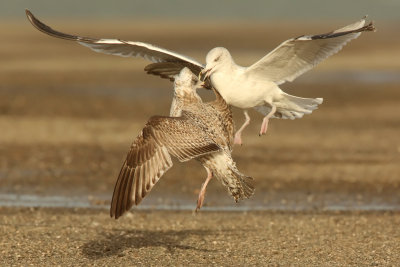 Herring Gull