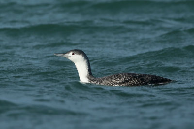 Red-throated Diver